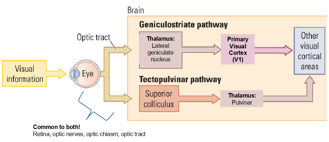 <p><span>Evolutionarily ‘old’ compared to geniculostriate</span></p>