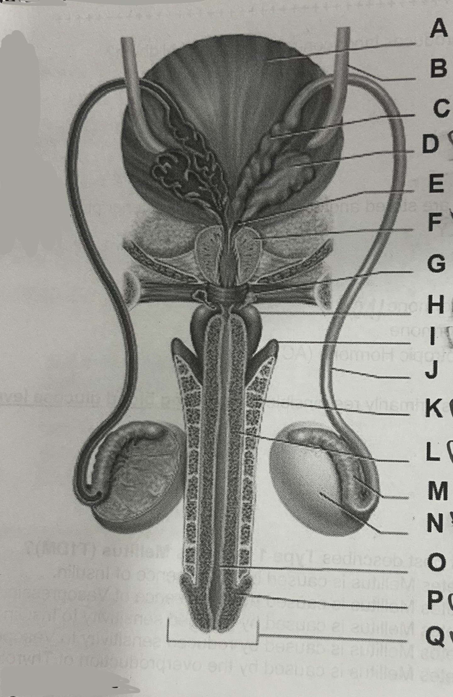 <p>Letter D represents the</p>