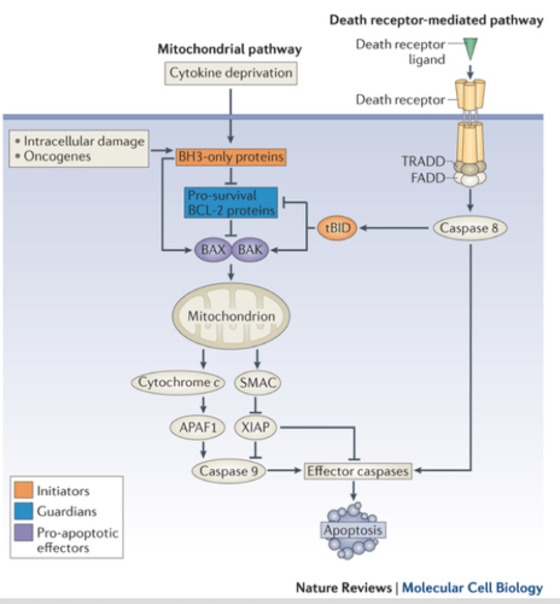 <p>prevents apoptosis</p>