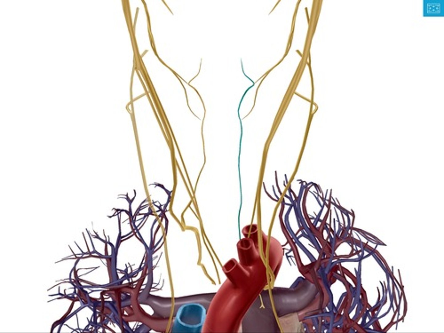 <p>wrapping under aorta off vagus nerve</p>
