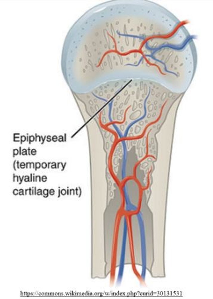 <p>Type of cartilage that epiphyseal plates are composed of during adolescence.</p>