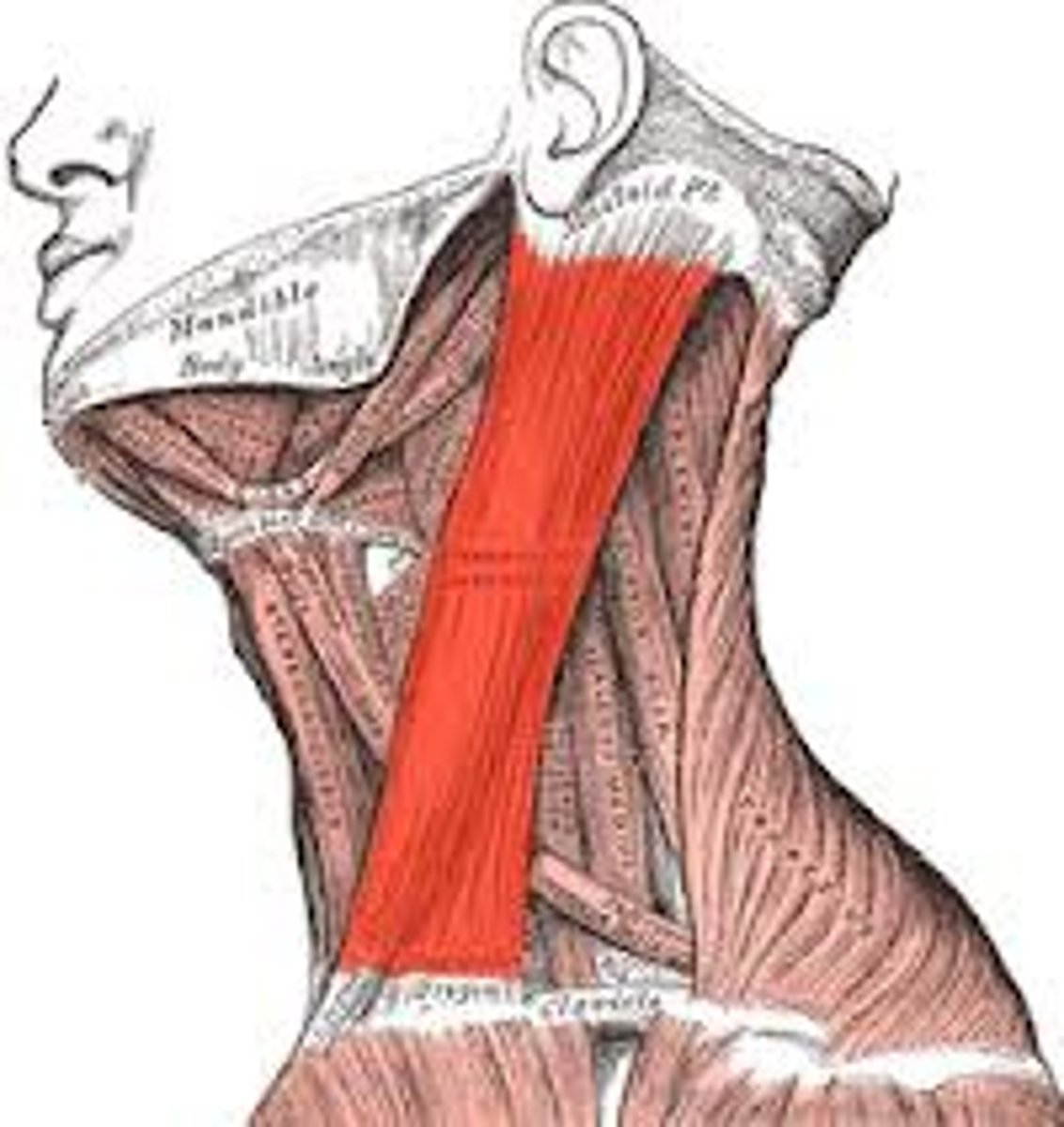 <p>Sternocleidomastoid Action</p>