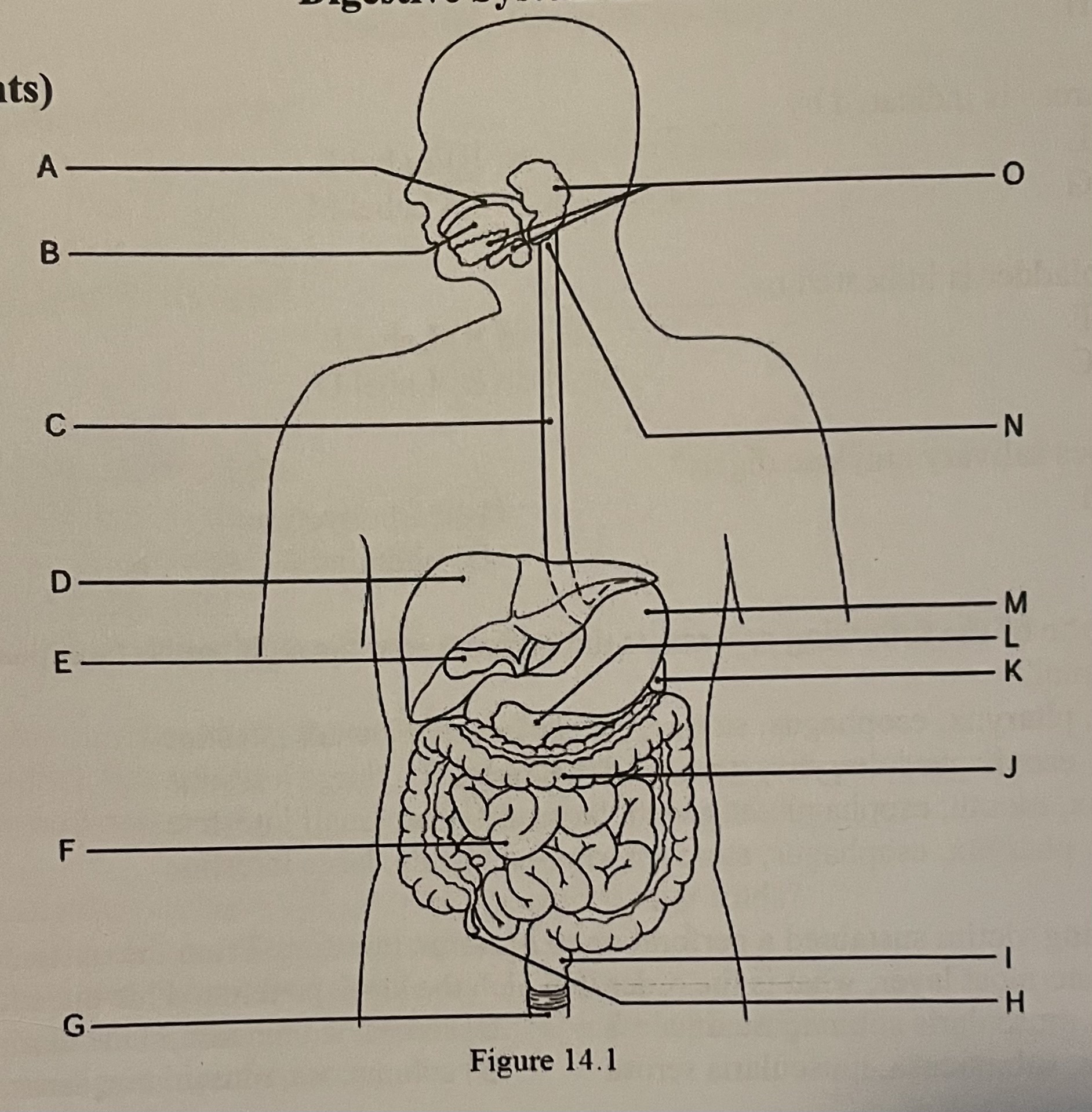 <p>DIAGRAM The small intestine is indicated by ___</p><p>Label H, Label J, Label F, Label D</p>