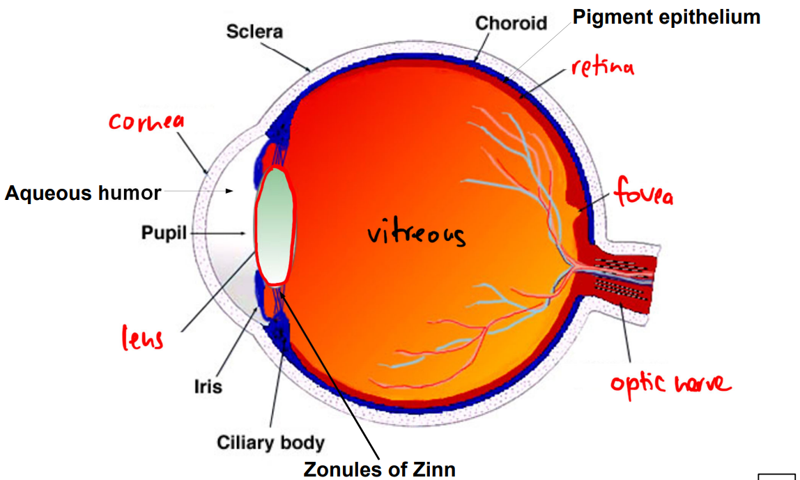 <p>retina, cornea, lens, pupil, fovea, optic nerve</p><ul><li><p>pupil and iris: structures in the eye that make sure enough light gets into the eye</p></li></ul><p></p>