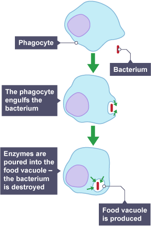 <ul><li><p>If pathogens manage to enter the body, the immune system detects and destroys them by using white blood cells.</p></li><li><p>White blood cells have different functions, for example:</p><ul><li><p><strong>Phagocytes:</strong> carry out phagocytosis, process where white blood cell surrounds and engulfs pathogens to destroy it</p></li><li><p><strong>Lymphocytes:</strong> produce antibodies, which are proteins that attach to specific pathogens and mark them for destruction</p></li></ul></li></ul><p></p>