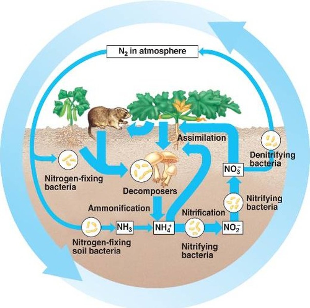 <p>1. <strong>Nitrogen Fixation</strong></p><p>Nitrogen gas (N₂) from the atmosphere is converted into ammonia (NH₃) by nitrogen-fixing bacteria in soil or plant roots, or by lightning.</p><p>This process makes nitrogen available in a form plants can eventually use.</p><p>2. <strong>Nitrification</strong></p><p>Soil bacteria convert ammonia (NH₃) into nitrite (NO₂⁻) and then into nitrate (NO₃⁻), which plants can absorb as nutrients.</p><p>3. <strong>Assimilation</strong></p><p>Plants take up nitrates (NO₃⁻) and incorporate nitrogen into proteins and other molecules.</p><p>Animals then consume plants, transferring nitrogen through the food chain.</p><p>4. <strong>Ammonification (Decomposition)</strong></p><p>Decomposers break down organic matter from dead plants and animals, converting nitrogen back into ammonia (NH₃) or ammonium (NH₄⁺) in the soil.</p><p>5. <strong>Denitrification</strong></p><p>In low-oxygen environments, denitrifying bacteria convert nitrate (NO₃⁻) back into nitrogen gas (N₂), releasing it into the atmosphere.</p><p>This step completes the cycle, returning nitrogen to the air.</p>