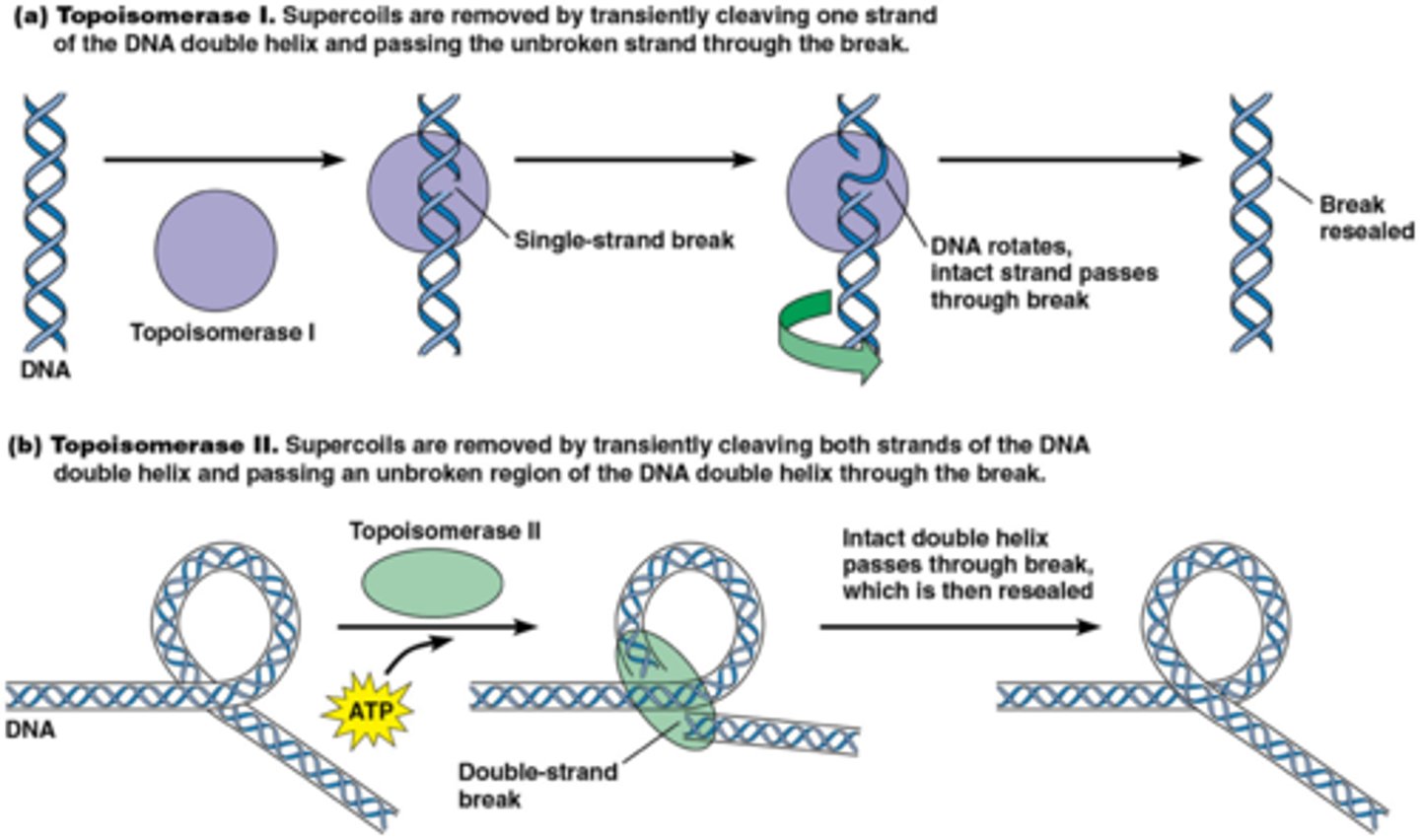 <p>create a double-strand break</p>