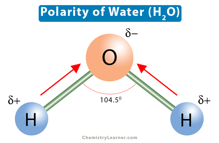 <p>Water is a _____ Molecule?</p>