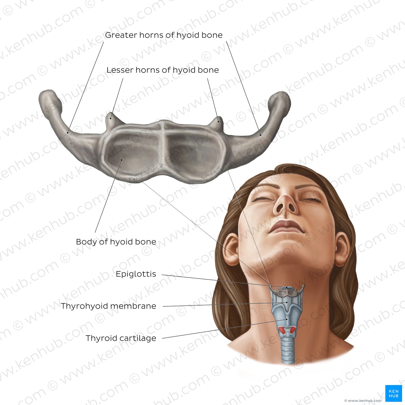 <p>attachment point for the neck </p><p>muscles that move the larynx </p><p>forms a moveable base for the tongue</p>