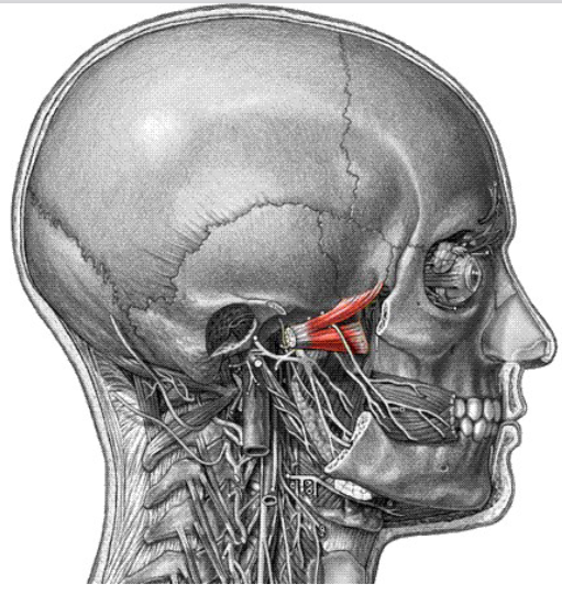 <p>Origin: greater wing and lateral pterygoid plate of sphenoid bone Insertion: Condylar process of mandible Action: Provides side-to-side grinding movements</p>