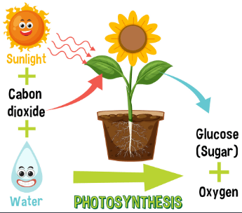 <p>A process in which a plant uses Carbon, Sunlight and Water to make its own food (glucose) and gives off oxygen as a by-product</p>