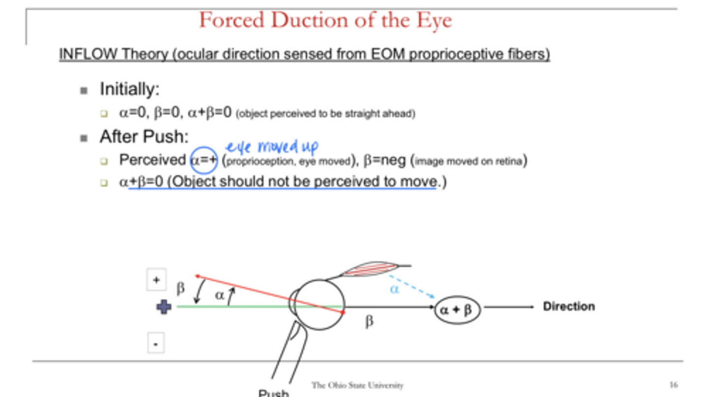 <p>According to the inflow theory, is the object perceived to move after the forced duction test?</p>