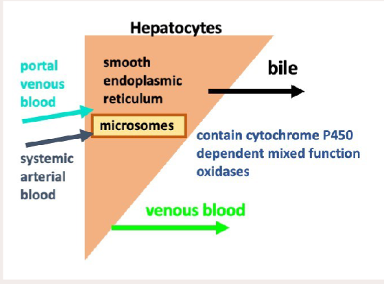 <p>Enzymes: Hepatic Microsomal Enzyme System</p>
