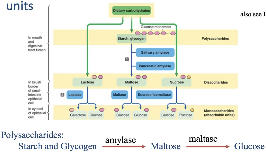 <p>complex carbohydrates broken down by 1) amylase into disaccharides and then 2) set of enzymes into monosaccharides</p><ul><li><p>only absorb glucose</p></li></ul><p></p>