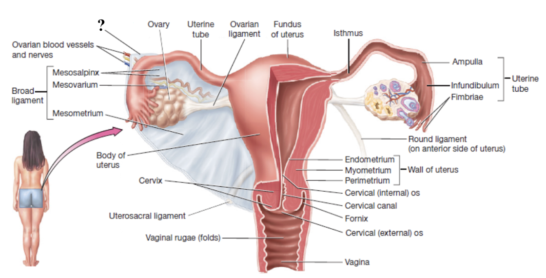 <p>attached the ovary to the posterolateral pelvic wall and also carry ovarian blood supply </p>