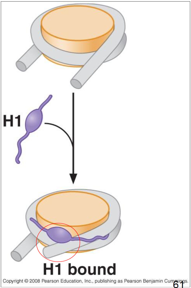 <ol><li><p>Lors de l’interaction avec un nucléosome, l’histone H1 se lie à l’ADN de liaison à une extrémité du nucléosome et à l’hélice centrale de l’ADN lié au nucléosome (le milieu de 147 bp lié par l’octamère d’histone de noyau).</p><p></p></li><li><p> L’histone H1 induit un enrobage d’ADN plus serré autour du nucléosome</p></li></ol>