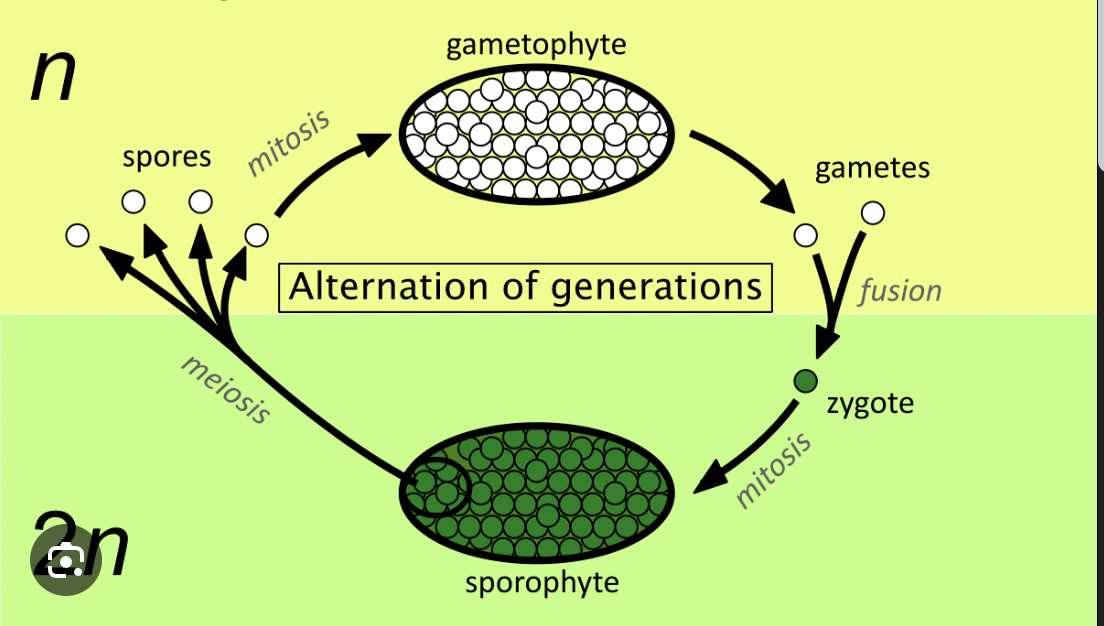 <p>a diploid, multicellular spore-producing phase in the life cycle of the plant body which exhibits alternation of generations</p>