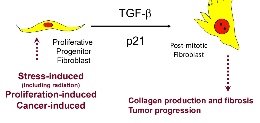 <p>after radiation stress, fibroblasts often go into senescents</p><ul><li><p>TGF-beta upregulated = fibrosis</p></li><li><p>p21 upregulated = cell cycle inhibtion = senescecne</p></li></ul><p></p>