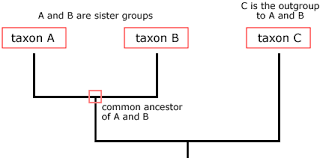 <p>any taxa dervied from a common ancestral node. </p>