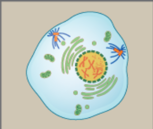 <ol><li><p>chromosomes condense</p></li><li><p>spindle fibers from centrosome</p></li><li><p>nuclear envelope breaks down</p></li></ol><p></p>