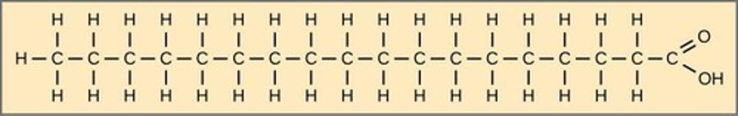 <p>Contain no carbon-carbon double bonds.</p>