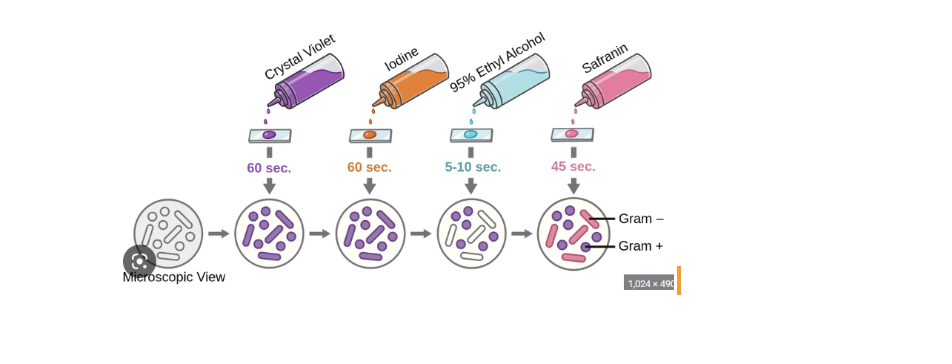 <p>Primary stain: Crystal Violet Mordant (fixes the dye): Iodine Decolorizer agent: Ethyl Alcohol Counter stain: Safranin</p>