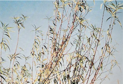 What deficiency do these stone fruit leaves have?