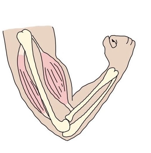 <p>Relaxed or contracted muscle?</p>