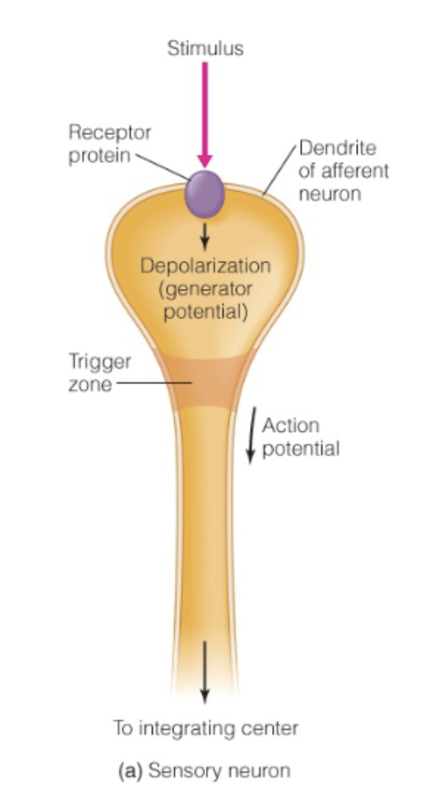 <ul><li><p><span style="color: rgb(0, 0, 0);"><mark data-color="blue" style="background-color: blue; color: inherit;"><span>Sensory neuron</span></mark></span></p><ul><li><p>Dendrites replaced by <span style="color: blue;"><strong><span>sensors</span></strong></span></p></li></ul></li><li><p>Stimulus</p></li><li><p>→ received by <span style="color: blue;"><strong><span>receptor protein</span></strong></span></p></li><li><p>→ produce a <strong>graded potential</strong> (<span style="color: blue;"><strong><span>generator potential</span></strong></span>)</p></li><li><p>→ reaches trigger zone (axon hillock), and if large enough, leads to an <strong>action potential</strong></p></li><li><p>→ goes down axon</p></li><li><p>→ reaches synapse, sends message towards <span style="color: blue;"><strong><span>integrating center</span></strong></span></p></li></ul><p></p>