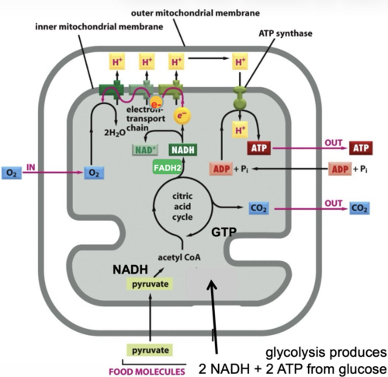 <p>glycolysis</p>