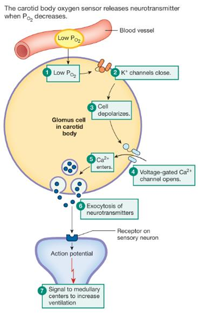 <ol><li><p>Low PO2</p></li><li><p>K+ channels close</p></li><li><p>cell depolarizes</p></li><li><p>voltage gated Ca2+ channels open</p></li><li><p>Ca2+ enters the cell</p></li><li><p>exocytosis of neurotransmitters</p></li><li><p>signal to medullary centers to increase ventilation</p></li></ol><p></p>