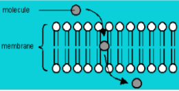 <p>no proteins or energy involved<br>Movement across the lipid bilayer<br>used for small or hydrophobic molecules</p>