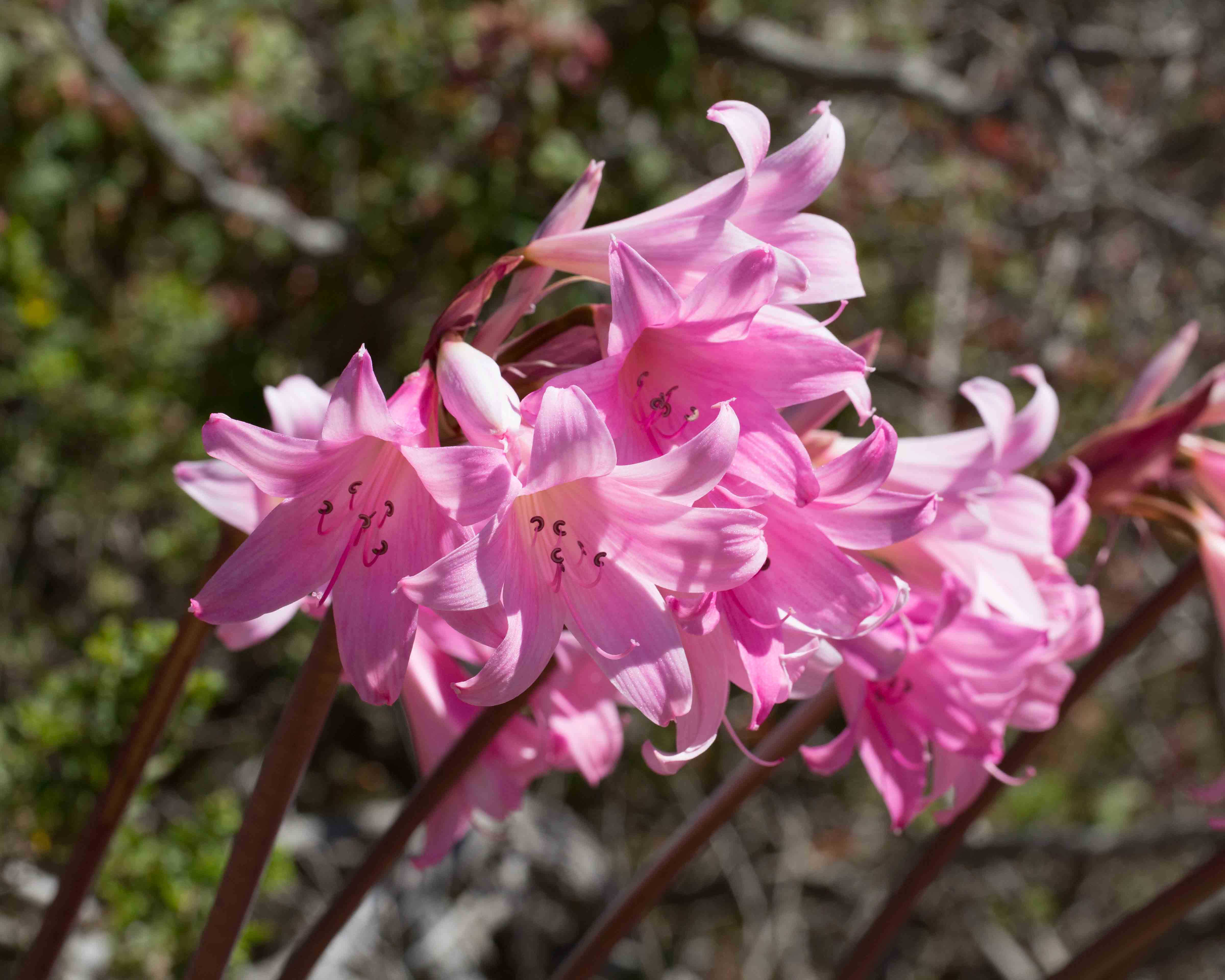 <p>What family does this plant belong to?</p>