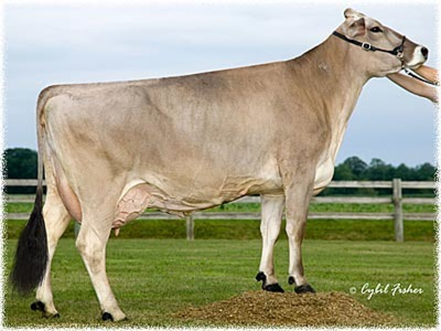 <p>Dairy Breed</p><p>Originated in Switzerland.</p><p>Large docile breed.</p><p>Hair is brown of various shades.</p><p>Average lactation 305 days of 16,135 pounds of milk.</p>