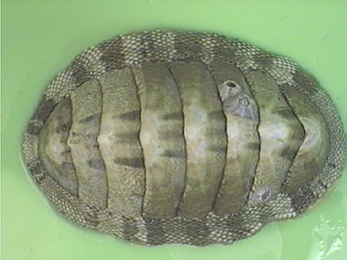 <p>-chitons</p><p>-found in intertidal zone</p><p>-common to marine and freshwater and has clams and oysters</p>