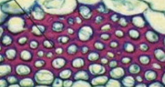 <p>What type of ground plant cell is this?</p>