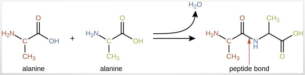 <p>the process of linking amino acids together through peptide bonds to form a protein or peptide. </p>