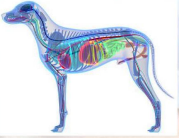 <p>This can be heard over any part of the body that <strong>does not contain gas</strong>, such as muscles or liver. It is a short (cut­off) sound of low intensity.</p>