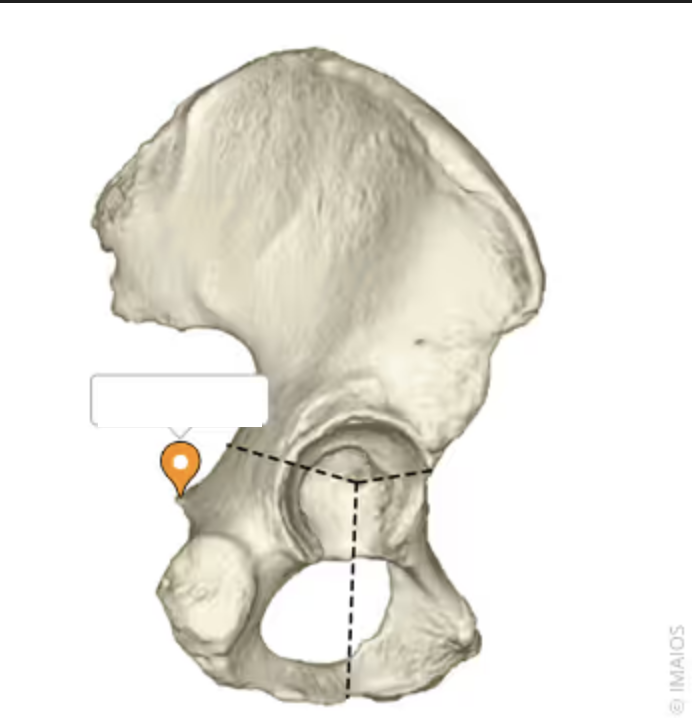 <p>the small bump under the greater sciatic notch of the ischium </p>