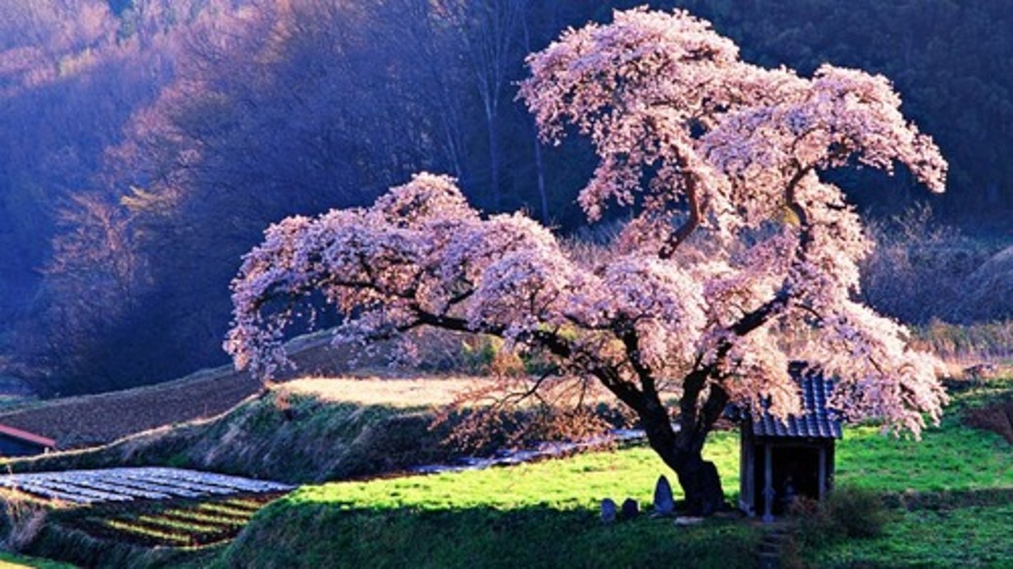 <p>きれいな</p>
