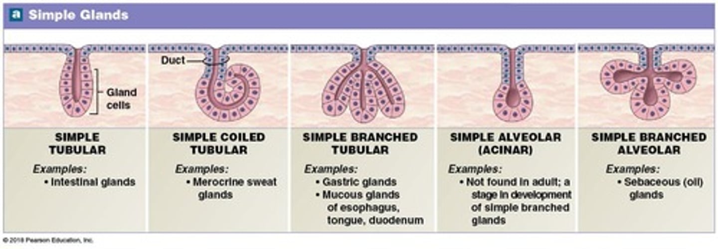 <p>Goblet cells in the intestines.</p>