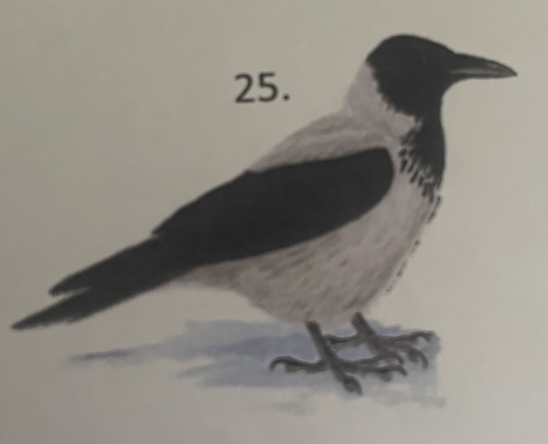<p>mikä eläin</p>