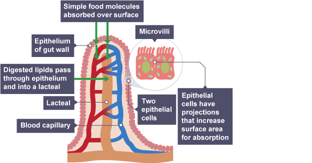 <p>How is the small intestine adapted for this?</p>