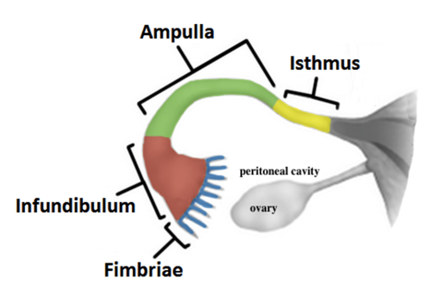 <p>where fertilization normally occurs</p>
