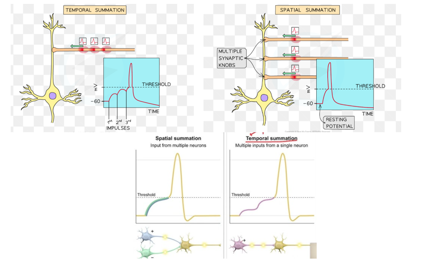 <p><strong>look at ‘Synapses, Neuromuscular Junction and Summation. Cholinergic and inhibitory synapses </strong><span><strong><span>Miss Estruch’ vid</span></strong></span></p>