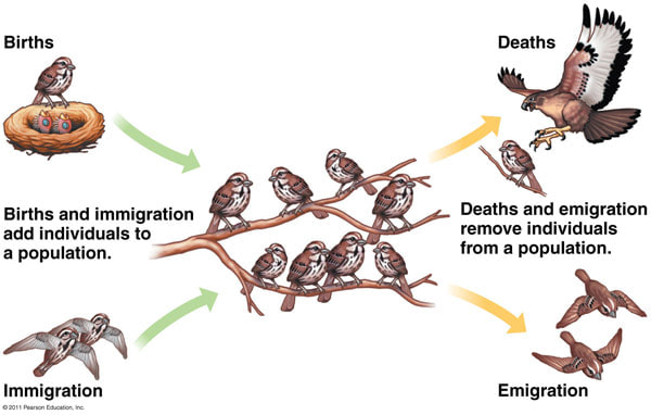 <p>4 main factors that <u>affect</u> <strong>population size</strong>?</p>