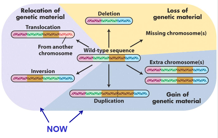 <p>Chromosome Variants</p>