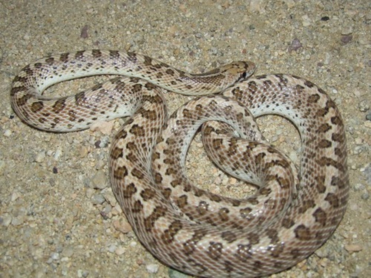 <p>Glossy Snake</p>