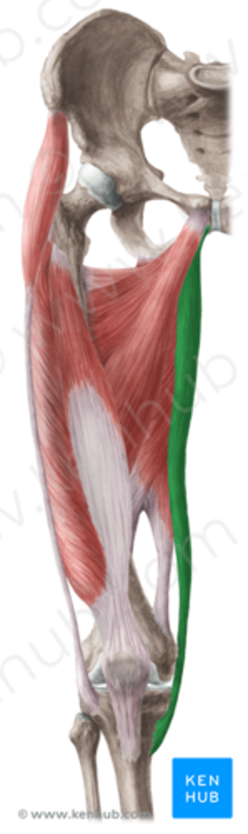 <p>Meest mediaal gelegen</p><p>O: ramus inferior os pubis</p><p>I: pes anserinus</p><p>V: dorsaal van epicondylus medialis</p><p>W:</p><p>heup: adductie (femur terug naar uitgangspositie)</p><p>- knie: flexie en endorotatie van onderbeen</p><p>Inn: N. obturatorius (L2-L3)</p>
