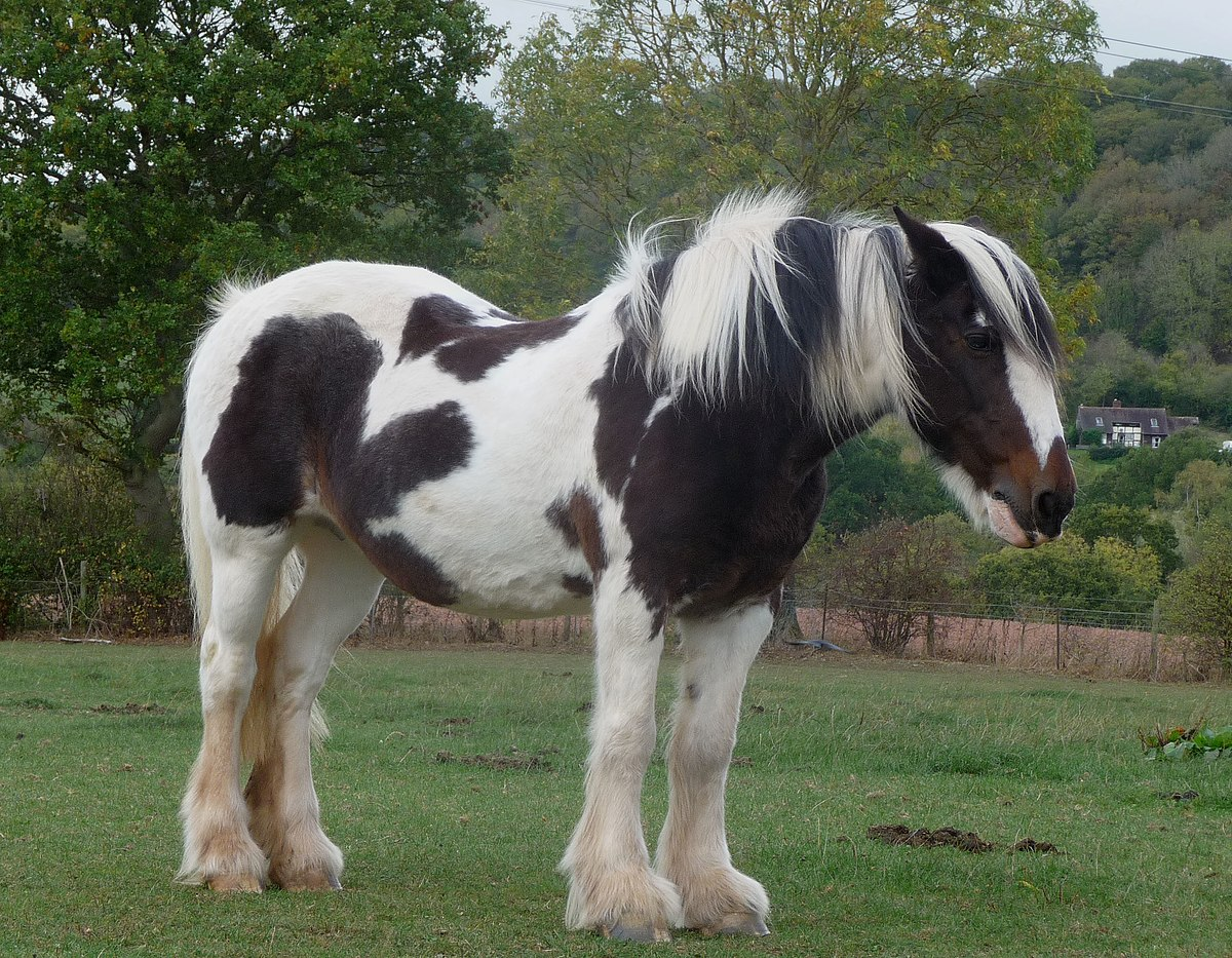 <p><span>Solid colored body with large blocks or spots of white in various patterns covering body</span></p>
